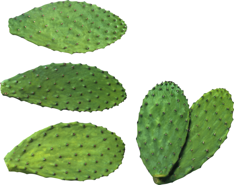 Cactus PNG3816