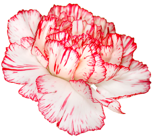Carnation